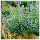 Nepeta 'Six Hills Giant' / Catmint In 2L Pot, Attractive Aromatic Foliage
