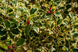 Ilex Aquifolium 'Argentea Marginata' / Silver-Margined Holly in 2L Pot, Excellent Hedging