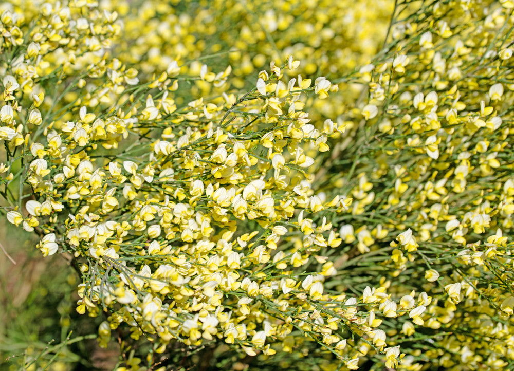 3 Broom Cytisus �Luna� Plant In 2L Pot, Stunning