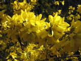 1 Forsythia intermedia 'Spectabilis' Hedging In 2L Pot, Yellow Spring Flowers