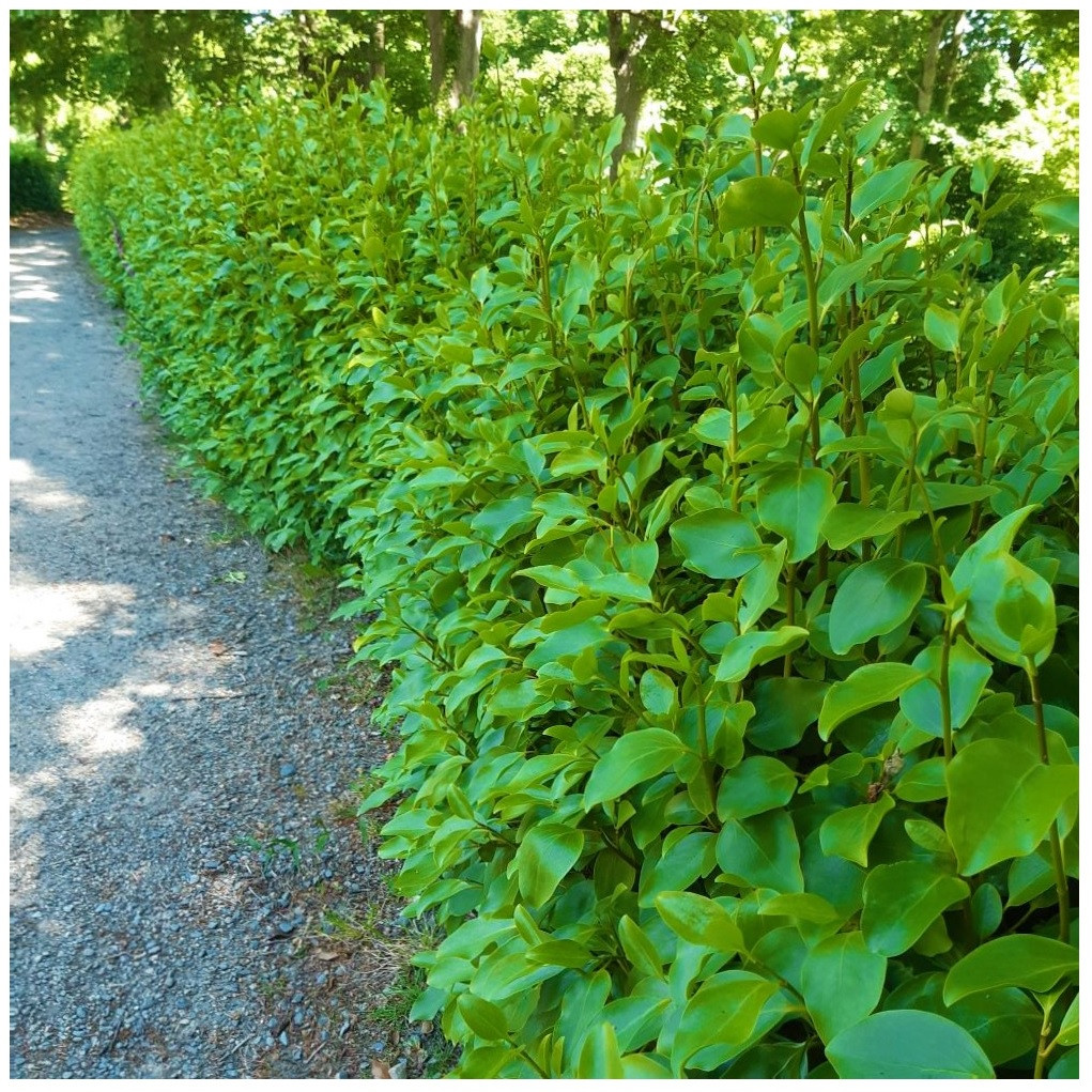 5 Griselinia littoralis 2L Pot Evergreen Hedging Shrubs Plants in Height 80-100cm 2.6-3.3ft