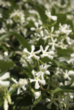 3 Star Jasmine Plants / Trachelospermum Jasminoides in 9cm Pot, Fragrant Flowers