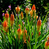 Kniphofia Uvaria / Red Hot Poker In 1-2L Pot, Stunning Spikes of Red Flower Buds