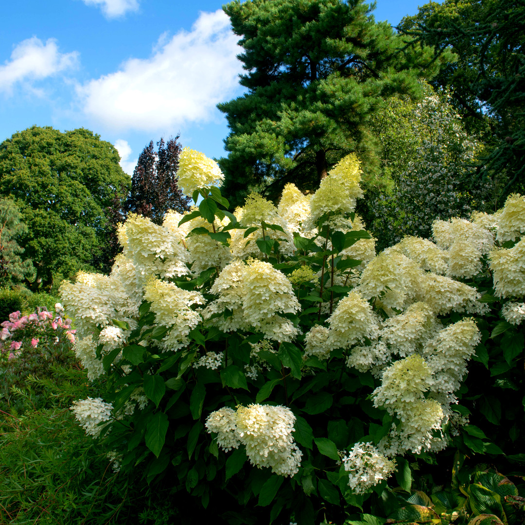 Hydrangea paniculata 'Kyushu' In 2L Pot With Stunning White Conical