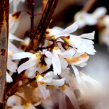 Abeliophyllum Distichum / White Forsythia Hedging In 2L Pot, White Spring Flowers