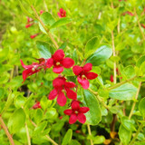 3 Escallonia 'C.F. Ball' in 1.5L Pot, Fast Growing Evergreen Hedge