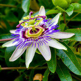 Passiflora Caerulea, Blue Passion Flower in 2L Pots, Tasty Edible Fruit