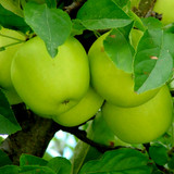 Dwarf Patio Granny Smith Apple Tree in 5L Pot, Ready to fruit,Self-Fertile