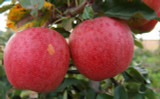 Dwarf Patio Gala Apple Tree in a 5L Pot, Ready to Fruit, Self-Fertile, Sweet Flavour, Good For Juice