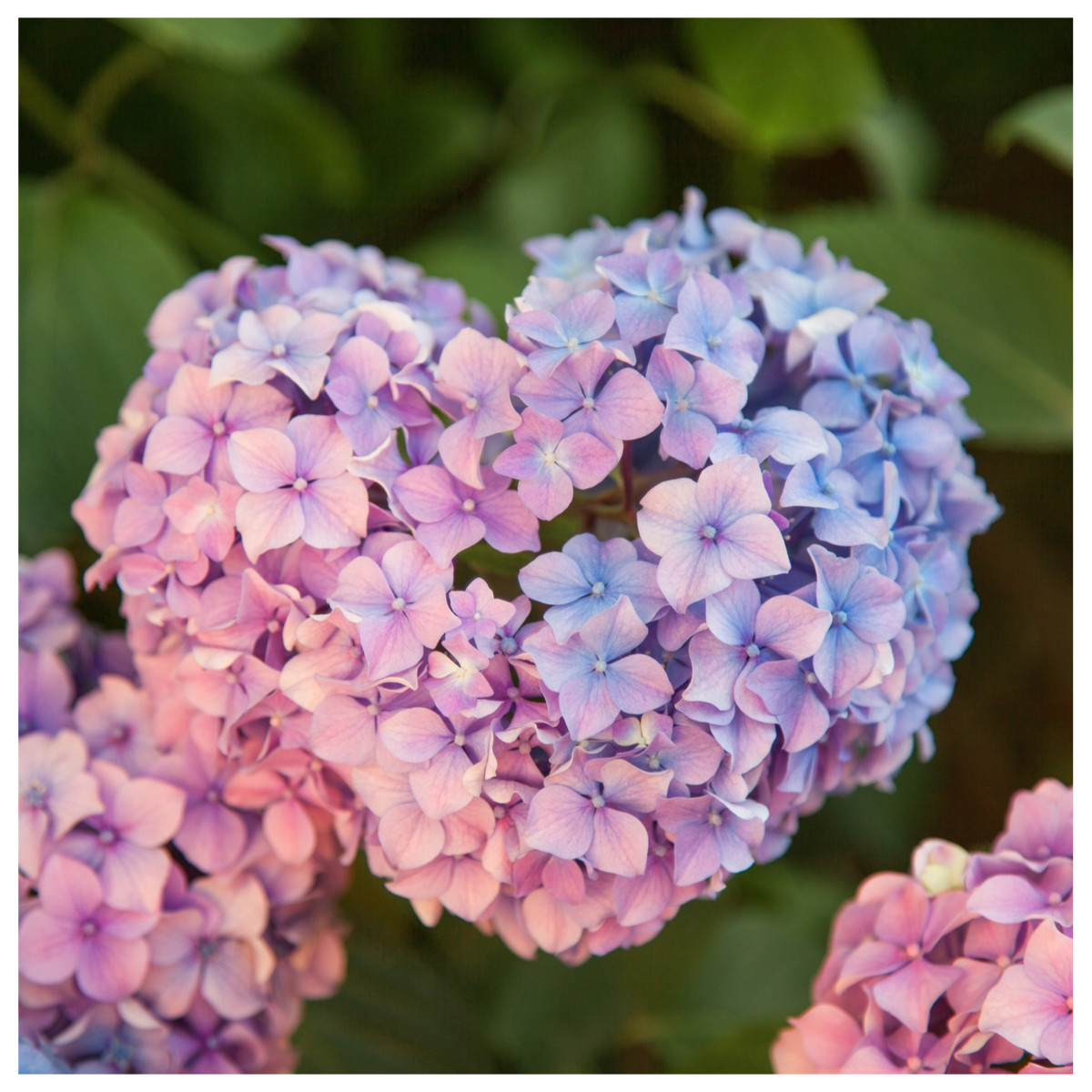 Hydrangea Macrophylla Pink Dream In 2l Pot Beautiful Pink Blue Flowers Beechwoodtrees