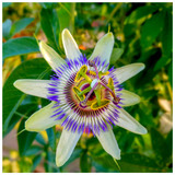 Passiflora 'Damsel's Delight' Blue Passion Flower in 2L Pots, Outstanding Flowers