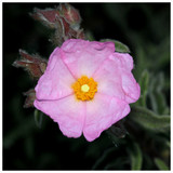 Cistus 'Silver Pink'/ Rock Rose in 2L Pot, Produces Lovely Pink Flowers