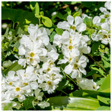 Exochorda The Bride / Pearlbush in 2L Pot, Beautiful White Flowers