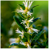 Sarcococca Confusa in 9cm Pot, Sweet Box, With Lovely Flowers & Rich Scent