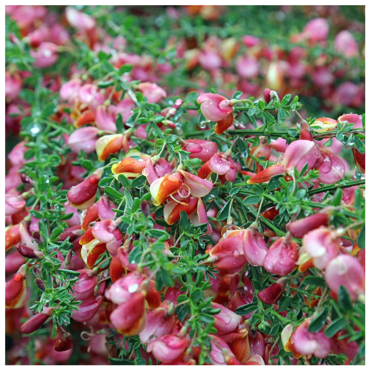 Cytisus 'Zeelandia' Broom Plant In 2L Pot, Stunning Fragrant Pink and