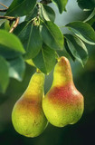 Beurre Hardy Pear Tree in a 6L Pot, Ready to Fruit.Full & Distinctive Flavour.