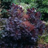 Cotinus Coggygria 'Royal Purple' / Smoke Tree in 9cm Pot, Deep Purple Leaves