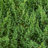Juniperus Chinensis ‘Blue Alps’, Chinese Juniper Evergreen Plant in 9cm Pot