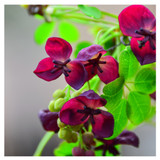 Akebia Quinata / Chocolate Vine in 2L Pot, Spicy Chocolate Fragrant Flowers