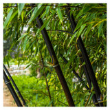Fargesia Nitida 'Black Pearl' / Fountain Bamboo, 1-2ft tall in a 2L Pot