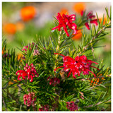 Grevillea 'Olympic Flame' In 9cm Pot, Evergreen Shrub, Stunning Red Flowers
