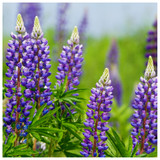 Lupinus 'Gallery Blue' / Blue Lupine in 9cm Pot, Lovely Flowers