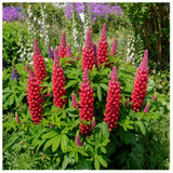 Lupinus 'Gallery Red' / Red Lupine in 9cm Pot, Lovely Flowers