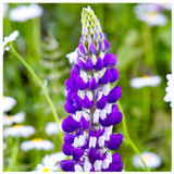 Lupinus 'The Governor' / Deep Blue Lupine in 9cm Pot, Lovely Flowers