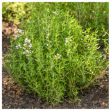 Thymus Vulgaris/ Garden Thyme Plant in 9cm Pot, Culinary Herb