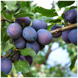 Czar Plum Tree 4-5ft in 6L Pot, Self Fertile, Ready to Fruit, Good For Cooking or Eating
