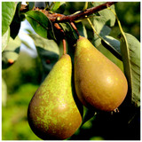 Doyenne Du Comice Pear Tree 4-5ft in 6L Pot Dessert Pear With Fine Flavour