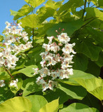 Catalpa Bignonioides Indian Bean Tree 2-3ft Tall in 9cm Pot, Large Green Foliage