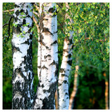 1 Silver Birch 3-4ft Stunning  Mature Specimen Tree, Betula Pendula in a 2L Pot
