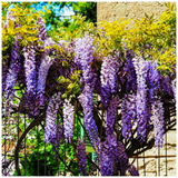 Wisteria sinensis / Chinese Wisteria in 9cm Pot, Climing Shrub, Fragrant Flowers
