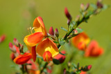 Cytisus 'Lena' Broom Plant In 2L Pot, Stunning Fragrant Red/Yellow Flowers