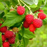 'Autumn Bliss' Red Raspberry Cane 30-40cm Tall in 1L Pot / Rubus Idaeus 'Autumn Bliss', Big & Tasty