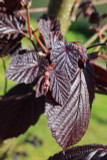 Corylus maxima 'Purpurea' Hazel / Purple-leaved Filber, 2L Pot Strong Hazelnut Plant