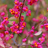 Spindle Tree 30-40cm, Euonymus Europaeus in 9cm Pot, Pink Autumn Berries