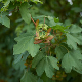 Field Maple 30-40cm, Native Tree Acer Campestre in 9cm Pot, Autumn Colour