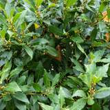 Laurus nobilis / Bay tree in 9cm Pot, Bushy Evergreen Shrub
