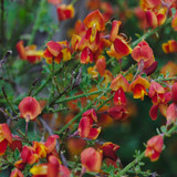 Cytisus 'Burkwoodii' Broom Plant In 2L Pot, Stunning Fragrant Crimson/Yellow Flowers
