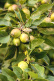 50 Crab Apple Trees 40-60cm Native Malus Hedging,Make your own Cider & Jelly