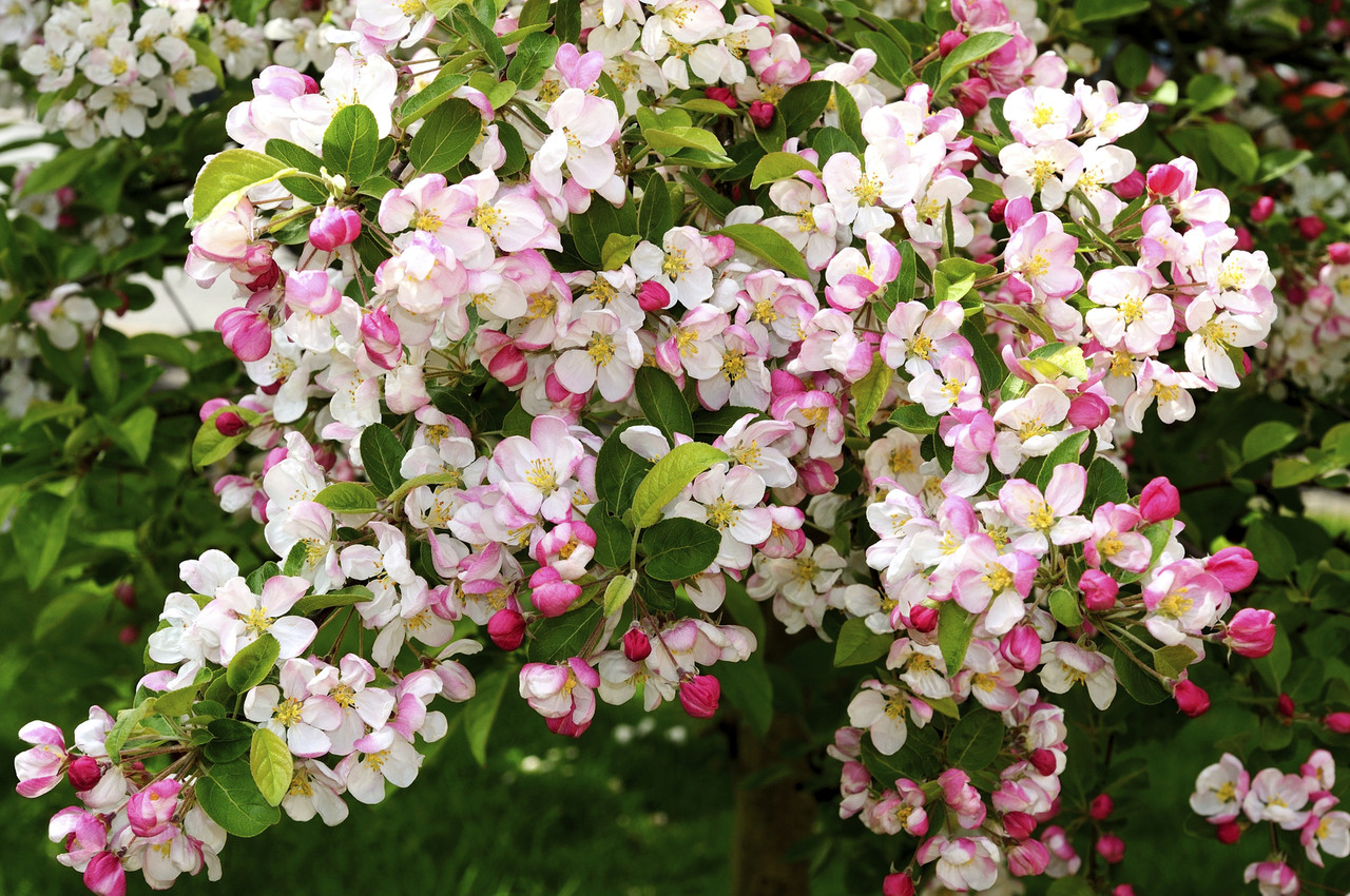 1 Crab Apple Tree 30-50cm Native Malus Hedging, Make your own Cider