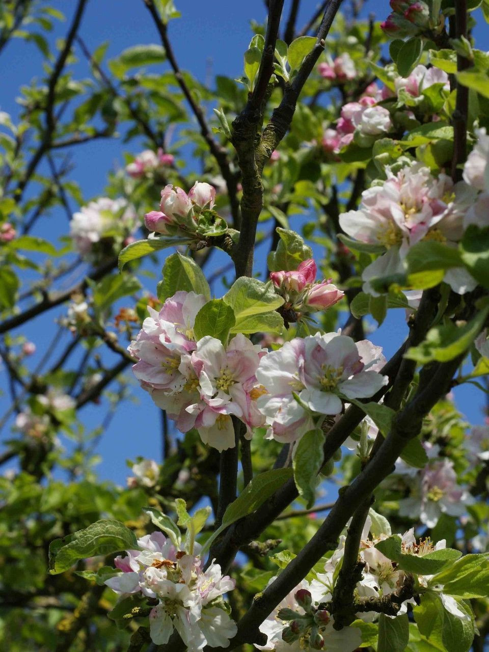 25 Crab Apple Trees 2-3ft Native Malus Hedging,Make your own Cider