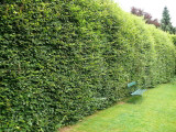 100 Green Beech 5-6ft  Instant Hedging Trees,Strong 4 Year Old Feathered Plants