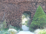 25 Green Beech Hedging Plants 120-150 cm,Copper Autumn Colour 4-5ft Trees
