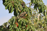 1 Bird Cherry Trees,Flowering &  Berries, 40-60cm Prunus Padus,Birds Love Them