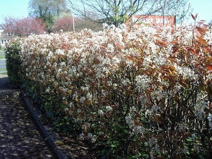 Snowy Mespilus 1 2ft Amelanchier Lamarckii Hedging June Berry Strong 2yr Old Beechwoodtrees