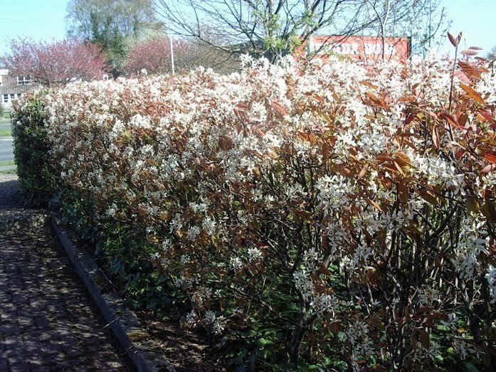 5 Snowy Mespilus 2 3ft Amelanchier Lamarckii Hedging June Berry Strong 2yr Old Beechwoodtrees