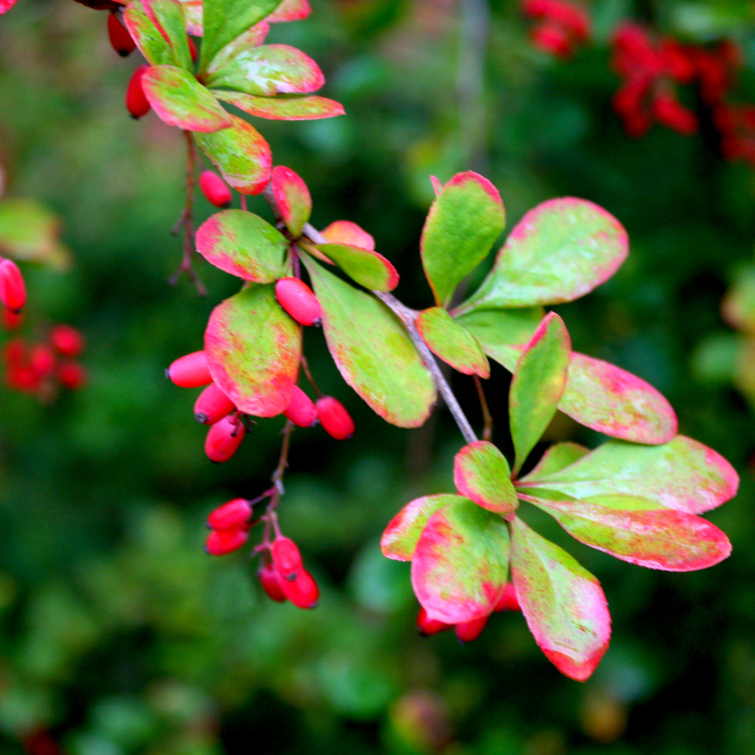 5 Japanese Barberry Hedging Plants 12ft / Berberis